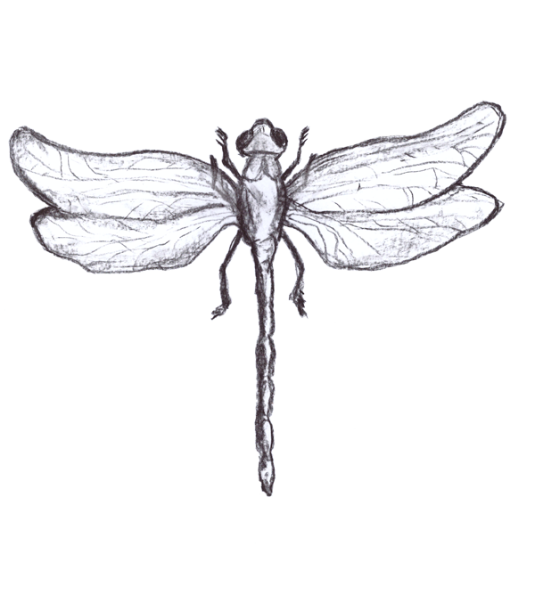 Eine Illustration von Libelle Brutus. Brutus hat die Flügel und Beinchen ausgestreckt. Die Illustration ist von Stefanie Huhnstock.