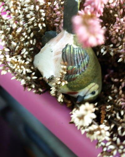 Eine Farbfotografie zeigt einen kleinen Vogel aus Gips, der mit dem Kopf nach unten in einem Blumenkasten voller Heidekraut liegt